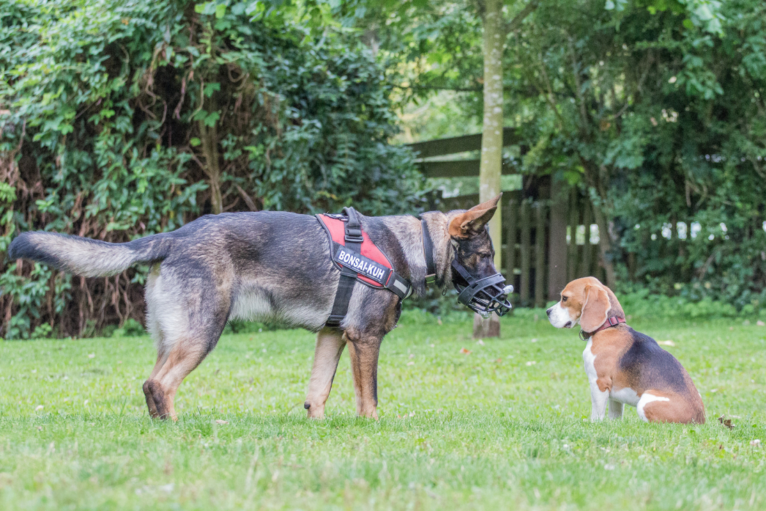 Wochenend-Seminar: Hundeverhalten | 2 Tage