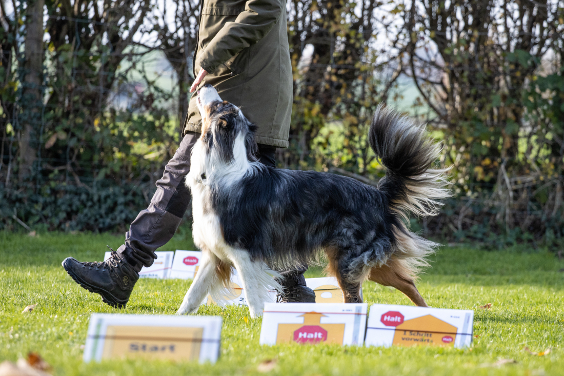 Rally Obedience - Beginner & Anfänger | 4 x 60 Min.